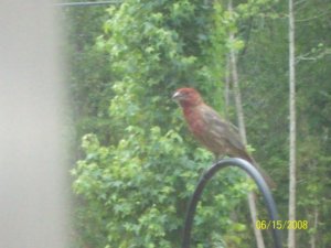 Purple Finch