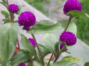 Purple Pom Pom Flowers